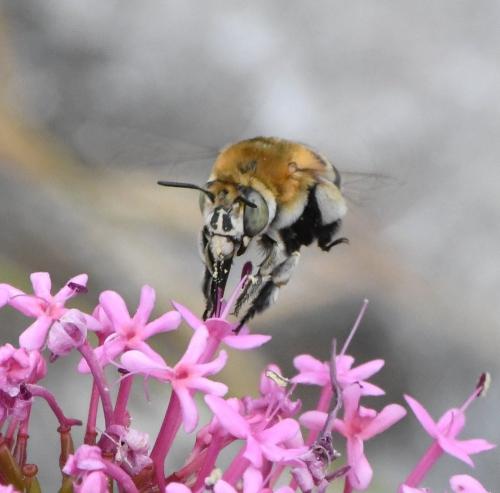 Réf. 232 658 : Amegilla quadrifasciata